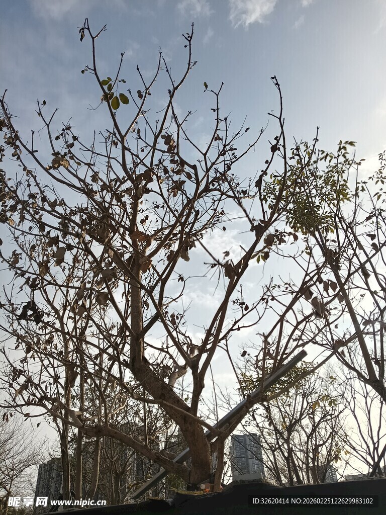 光秃树枝