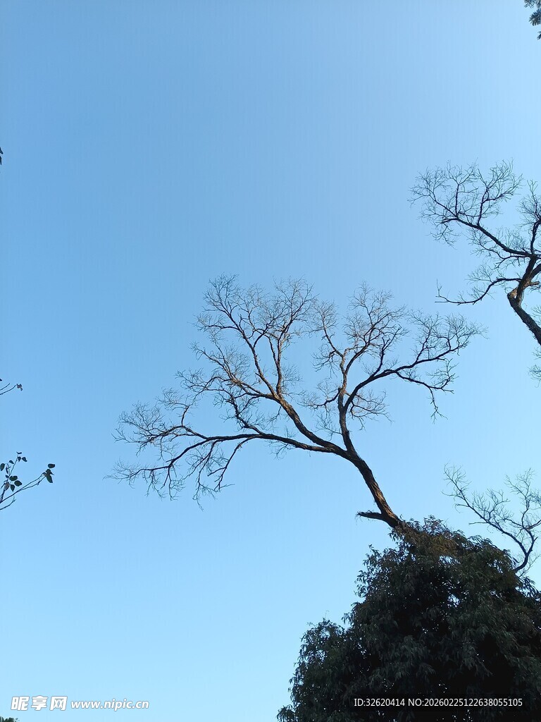 蓝天枯枝景象