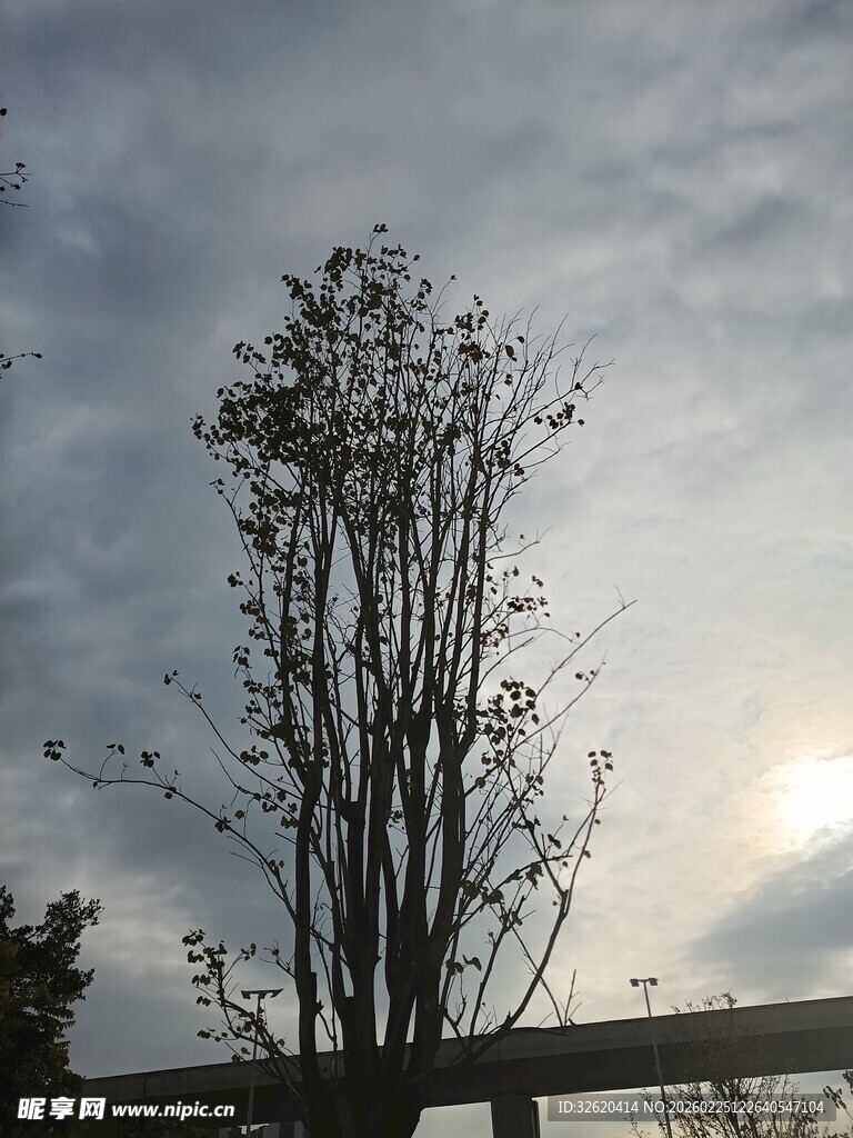 夕阳下的孤树