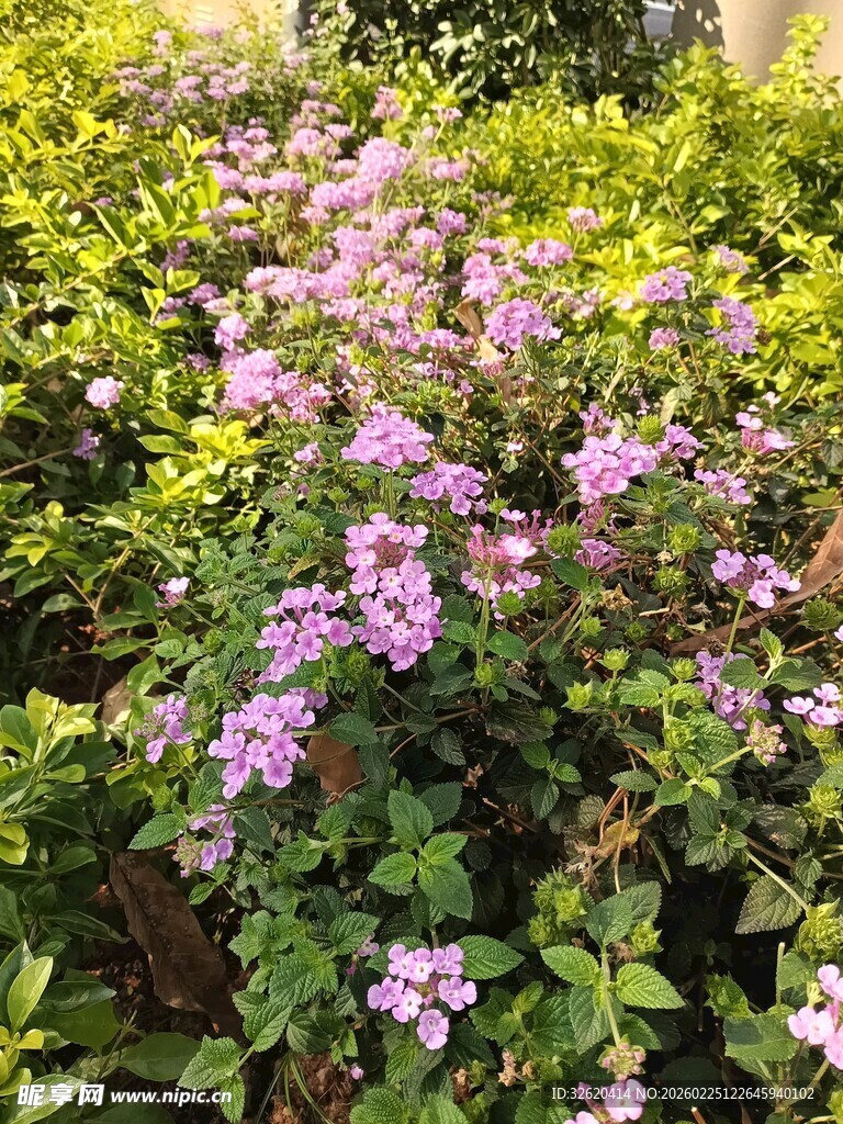繁茂紫花植物绽放美景