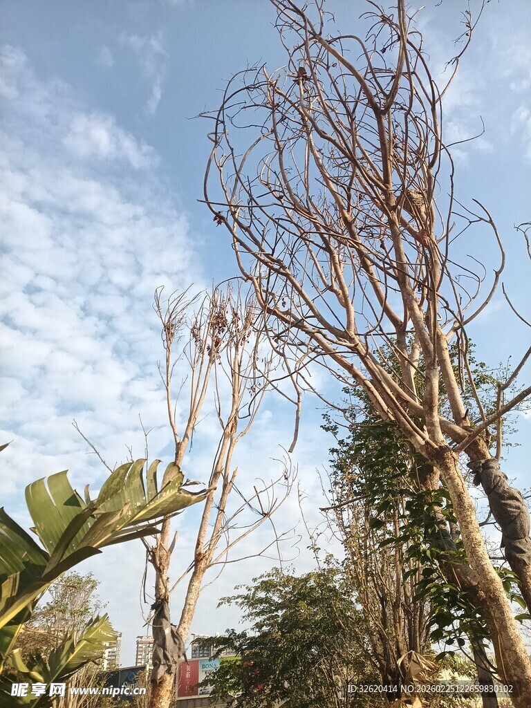 枯树