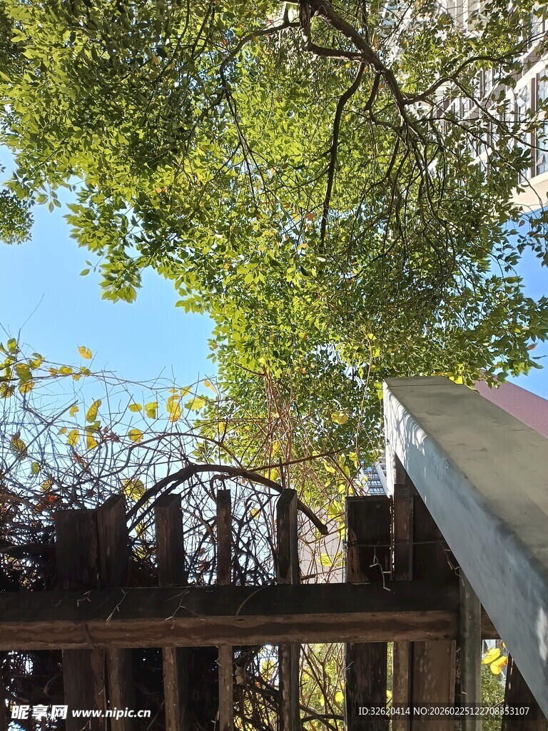 繁茂绿树