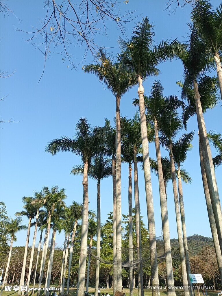 棕榈树