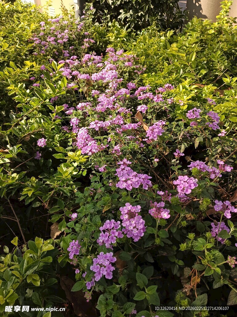 繁茂紫花丛