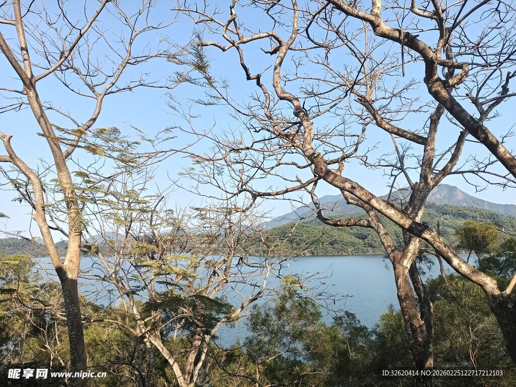 湖畔枯树景观