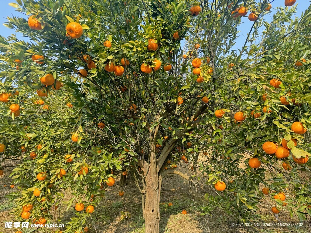 硕果累累的橘子树