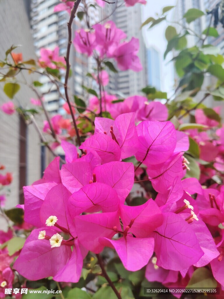 娇艳三角梅绽放