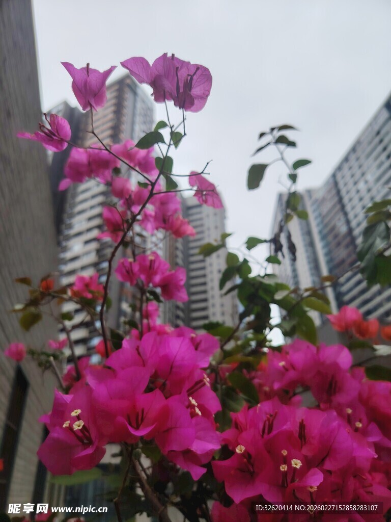 三角梅