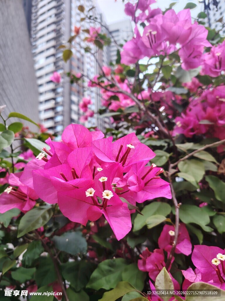 娇艳三角梅绽放