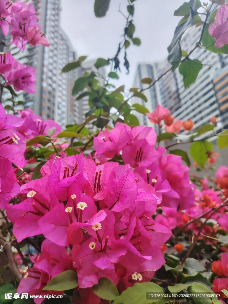 三角梅