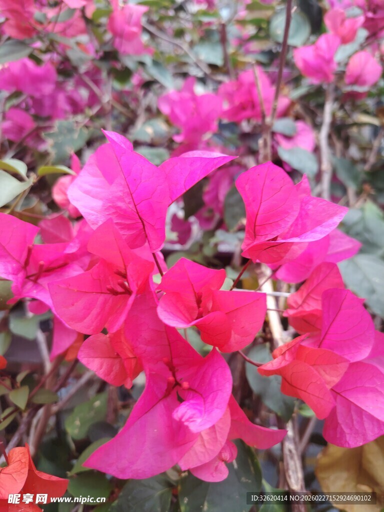 艳丽三角梅绽放
