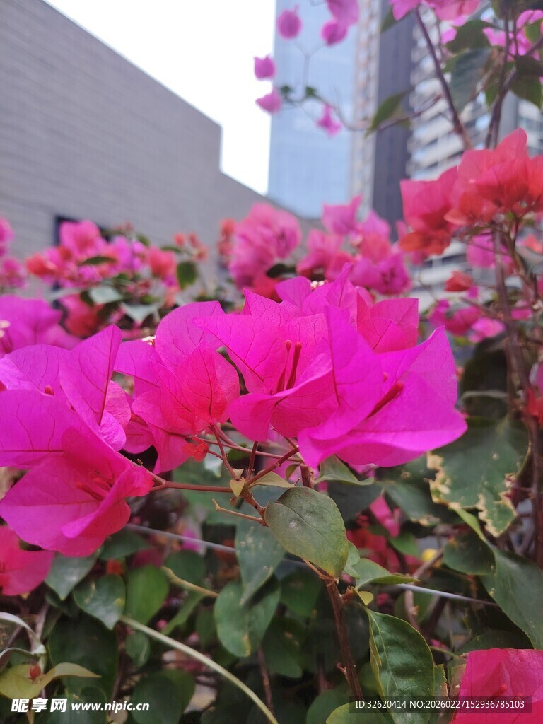 艳丽三角梅绽放
