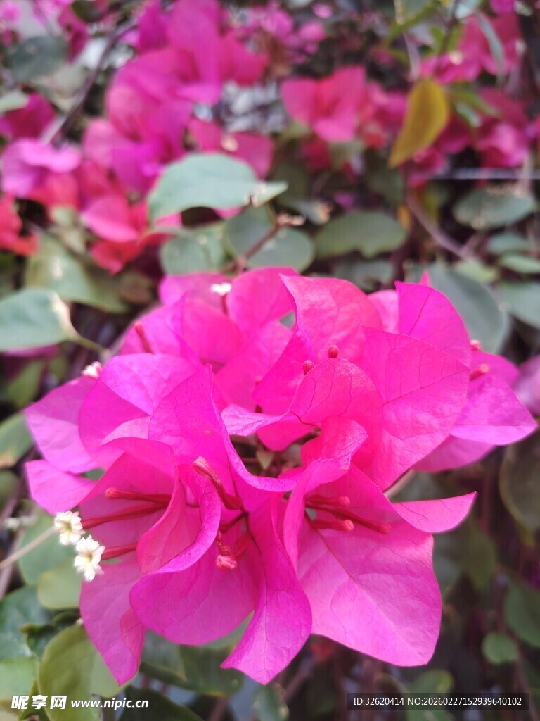 娇艳三角梅绽放