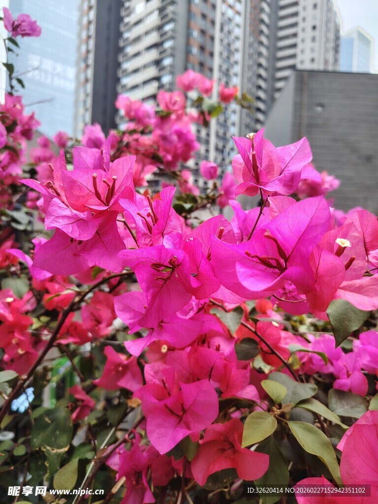 三角梅