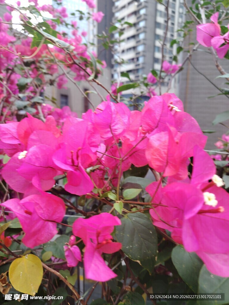三角梅