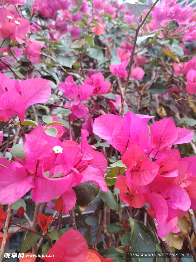 艳丽三角梅绽放