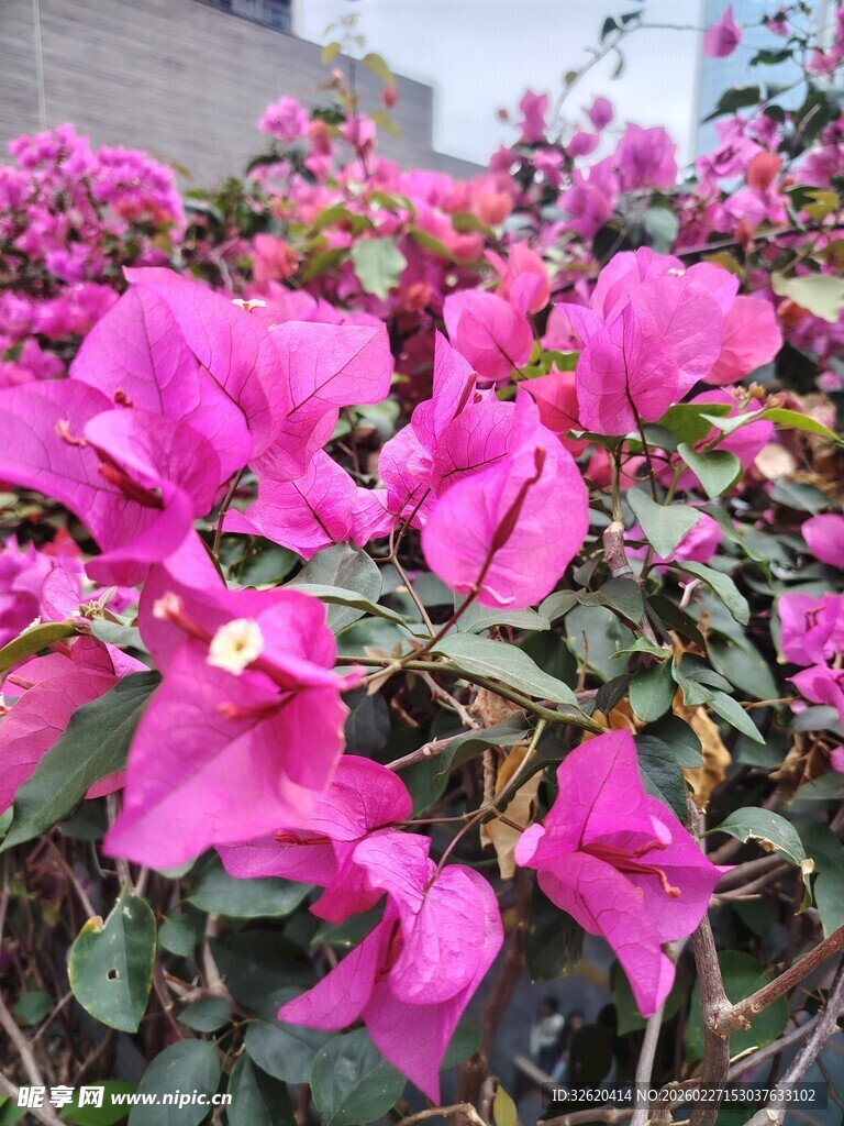 艳丽三角梅绽放