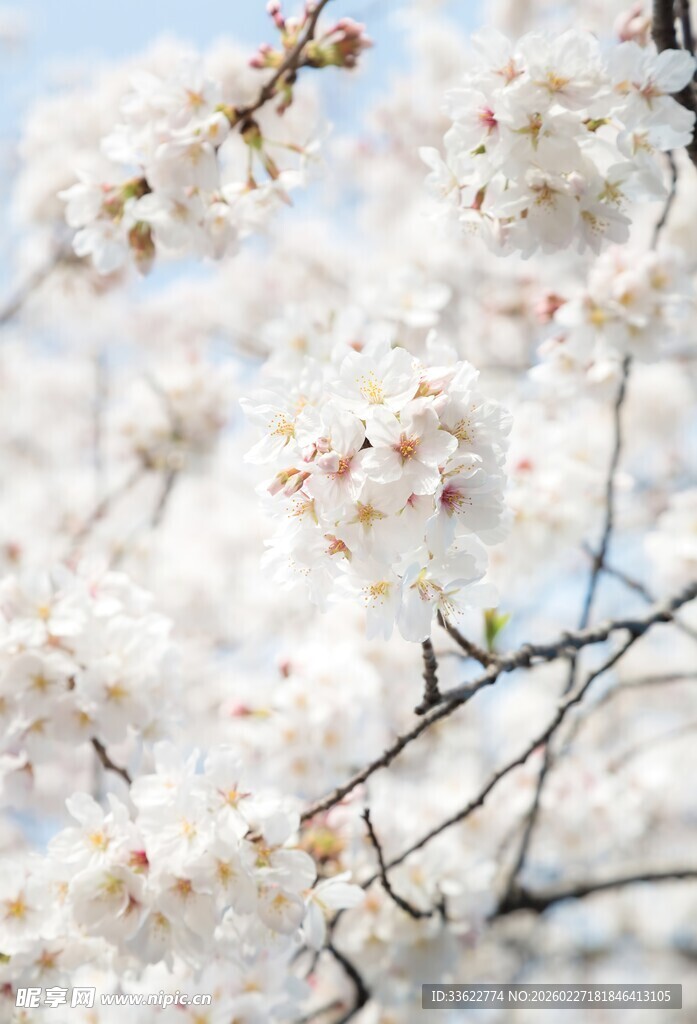 春日烂漫樱花绽放枝头