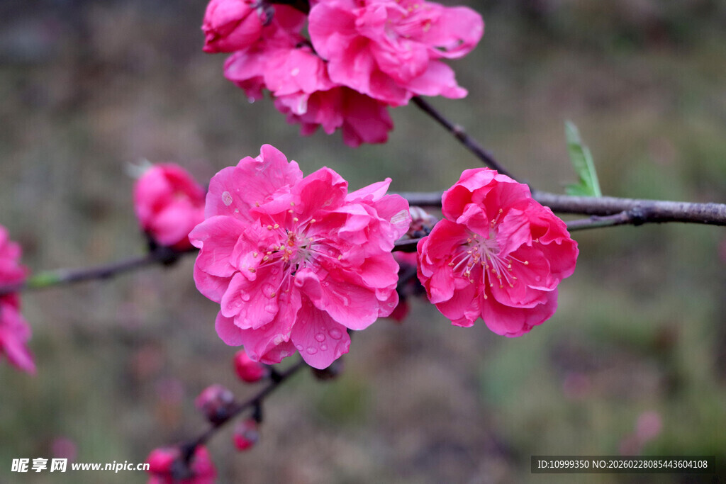 娇艳绽放的粉色桃花枝