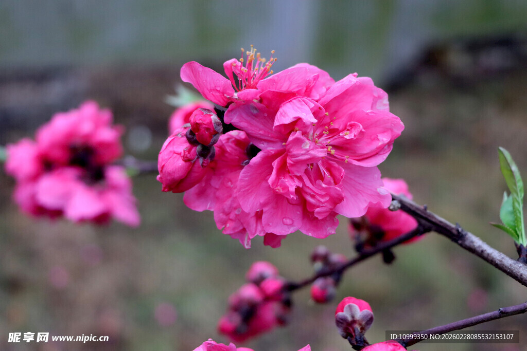 娇艳盛开的粉红色桃花