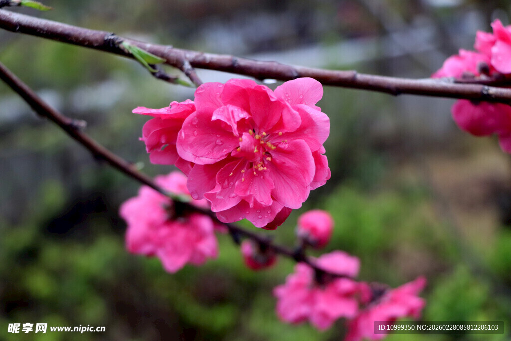 枝头绽放的娇艳粉色桃花