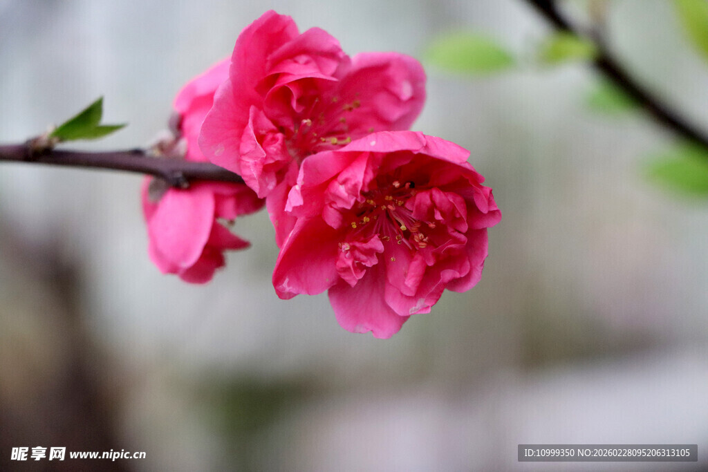 娇艳桃花枝头俏