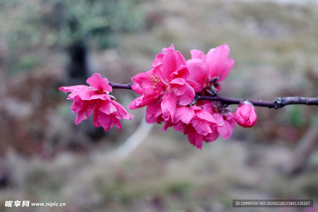枝头绽放的娇艳粉色花朵