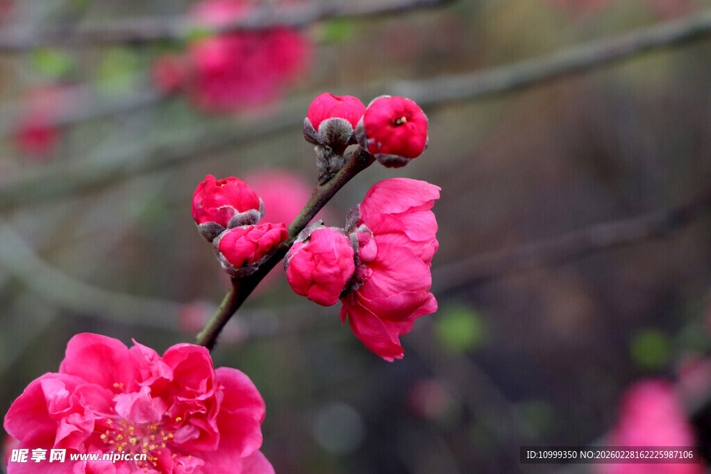 娇艳绽放的粉红色花朵