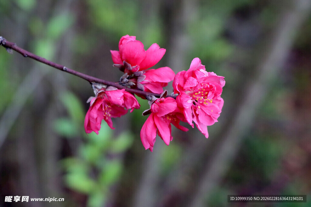 娇艳桃花枝上绽