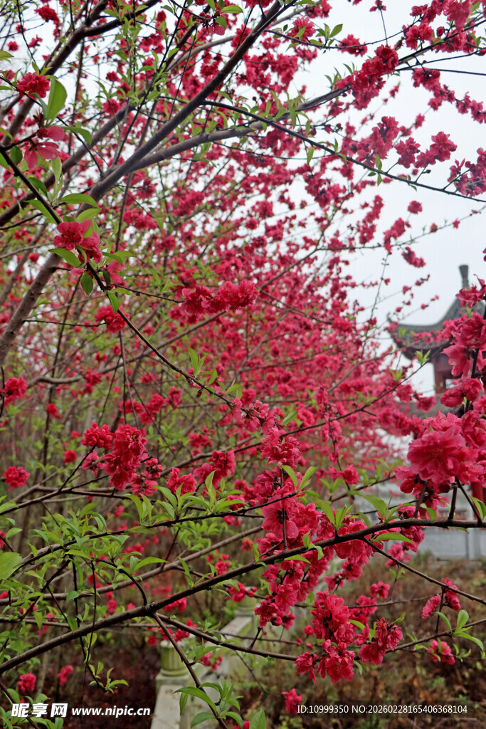 春日繁花似锦的古典景致