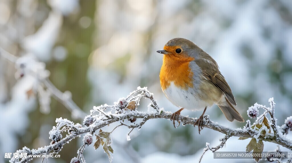 雪枝上的橙色小鸟