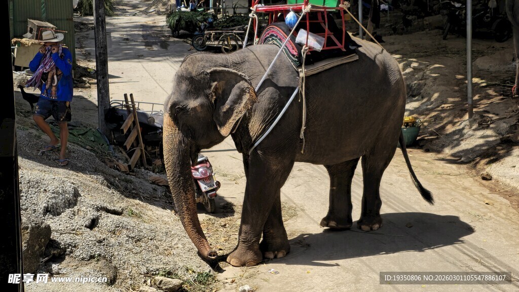 泰国背重物的大象