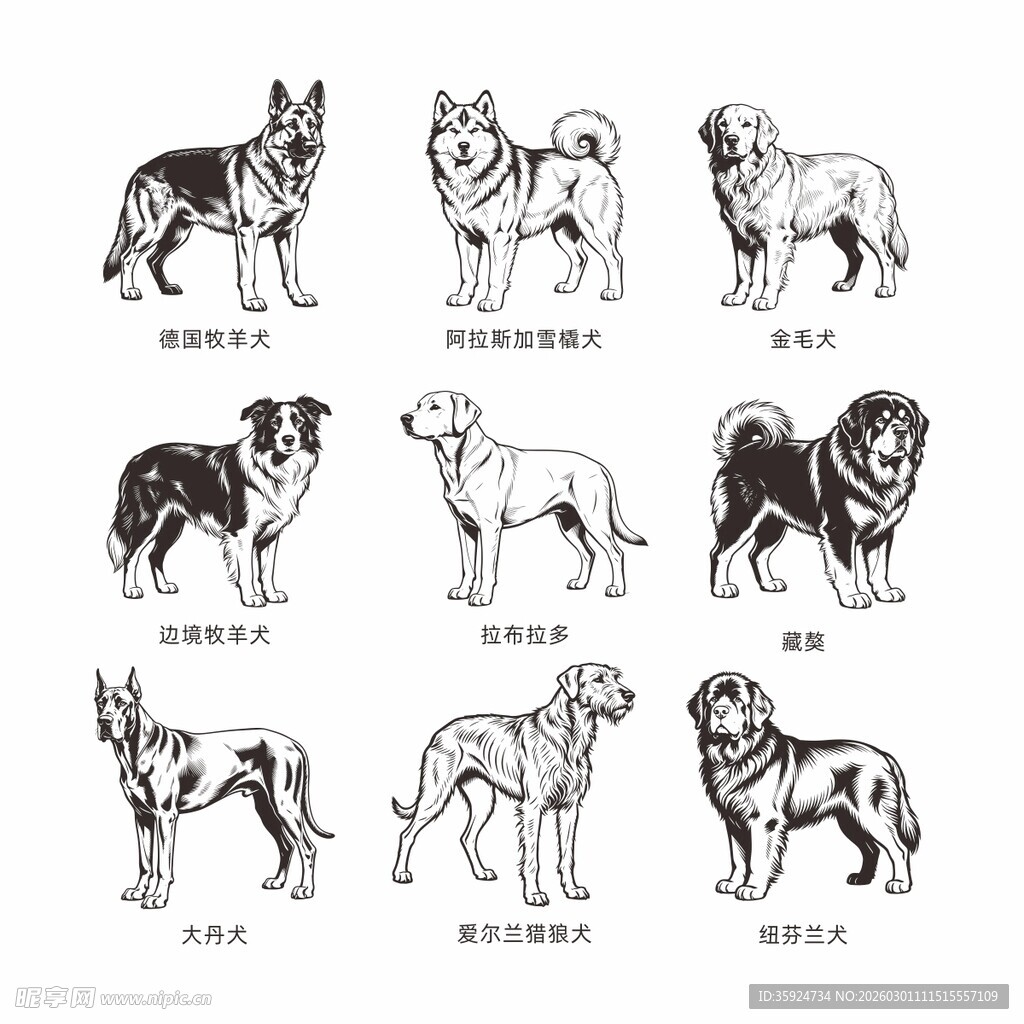 多种形态各异的狗狗形象