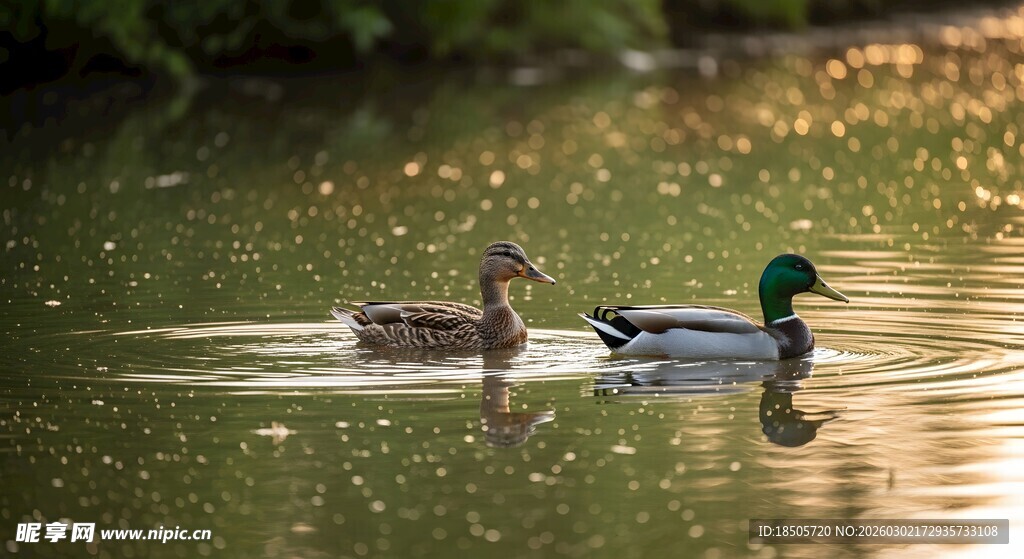 夕阳下水中悠游的野鸭
