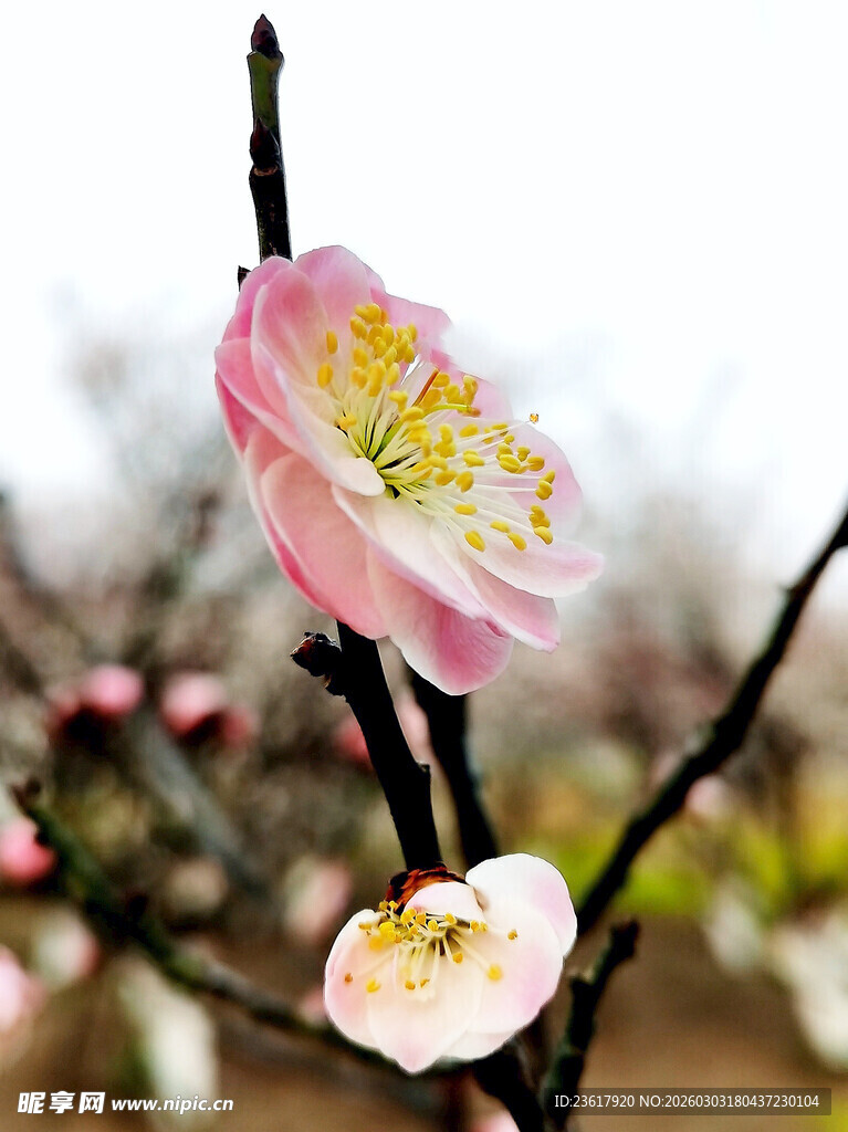 娇艳绽放的粉色梅花