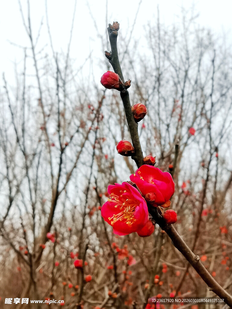 红梅绽放于萧瑟枝头