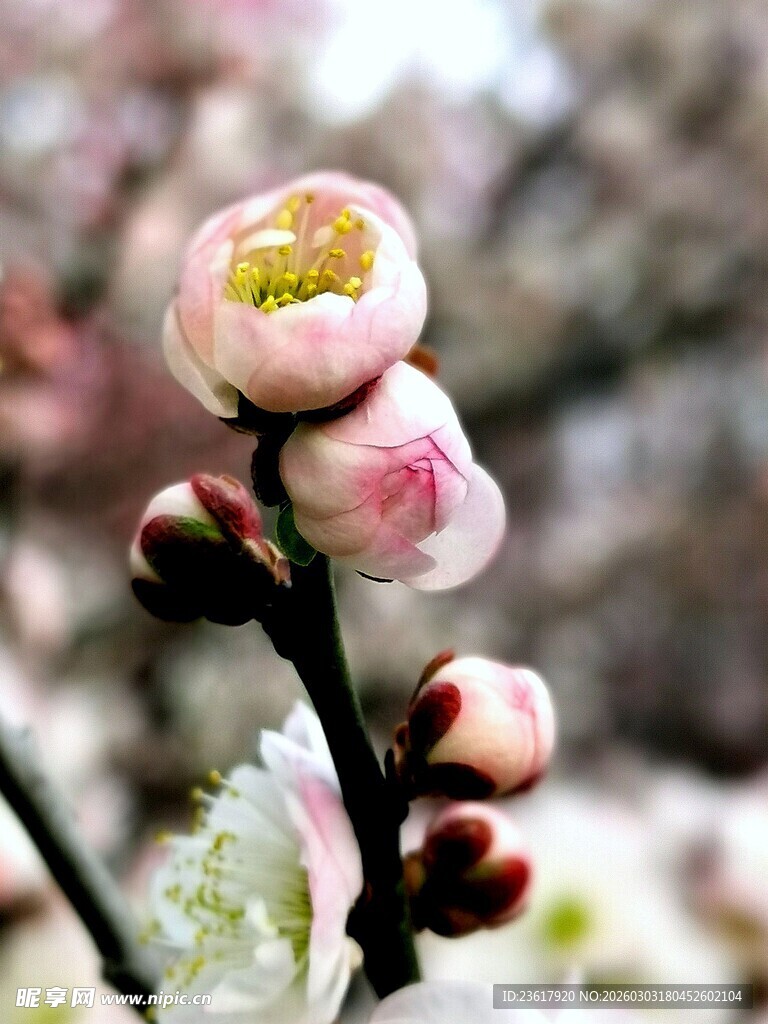 粉嫩春梅绽放枝头