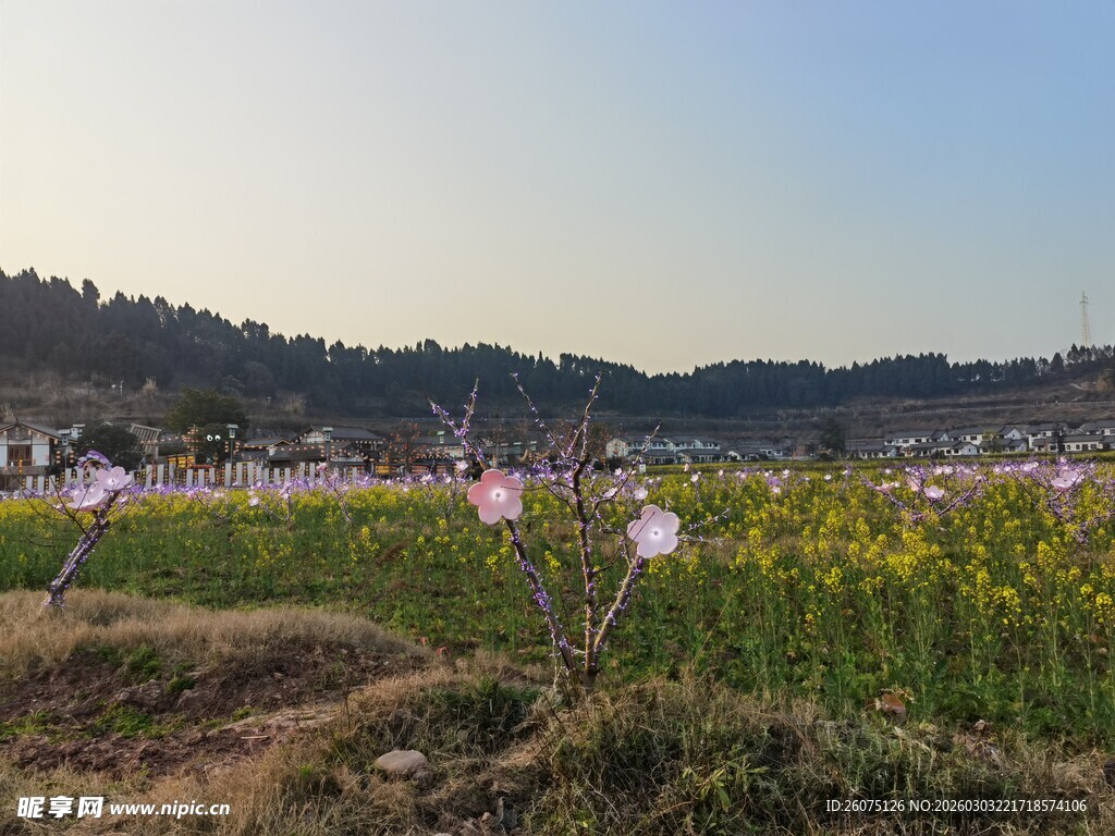 田园梅花灯油菜花美景