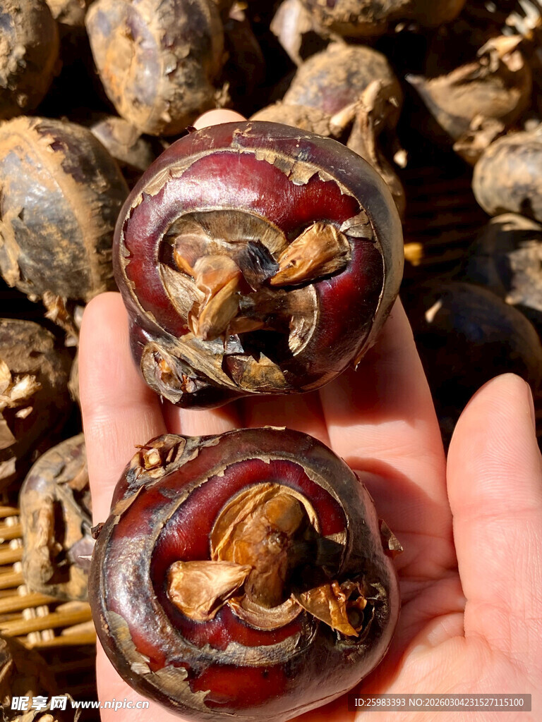 马蹄