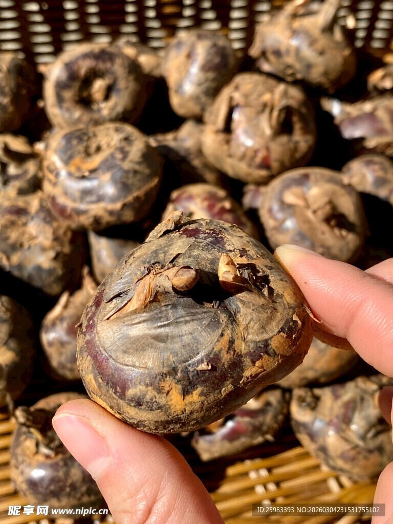 马蹄