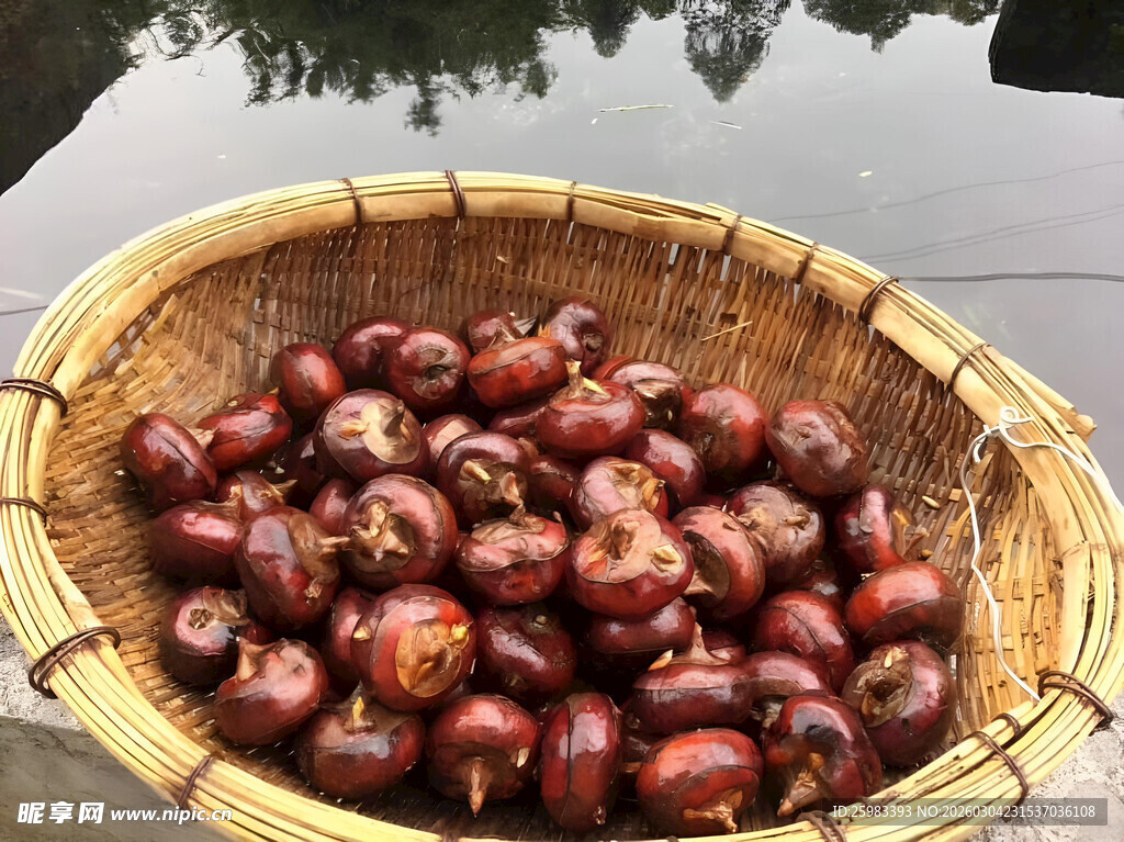 马蹄