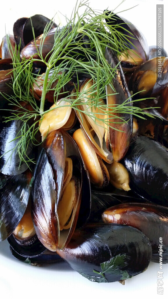新鲜贻贝