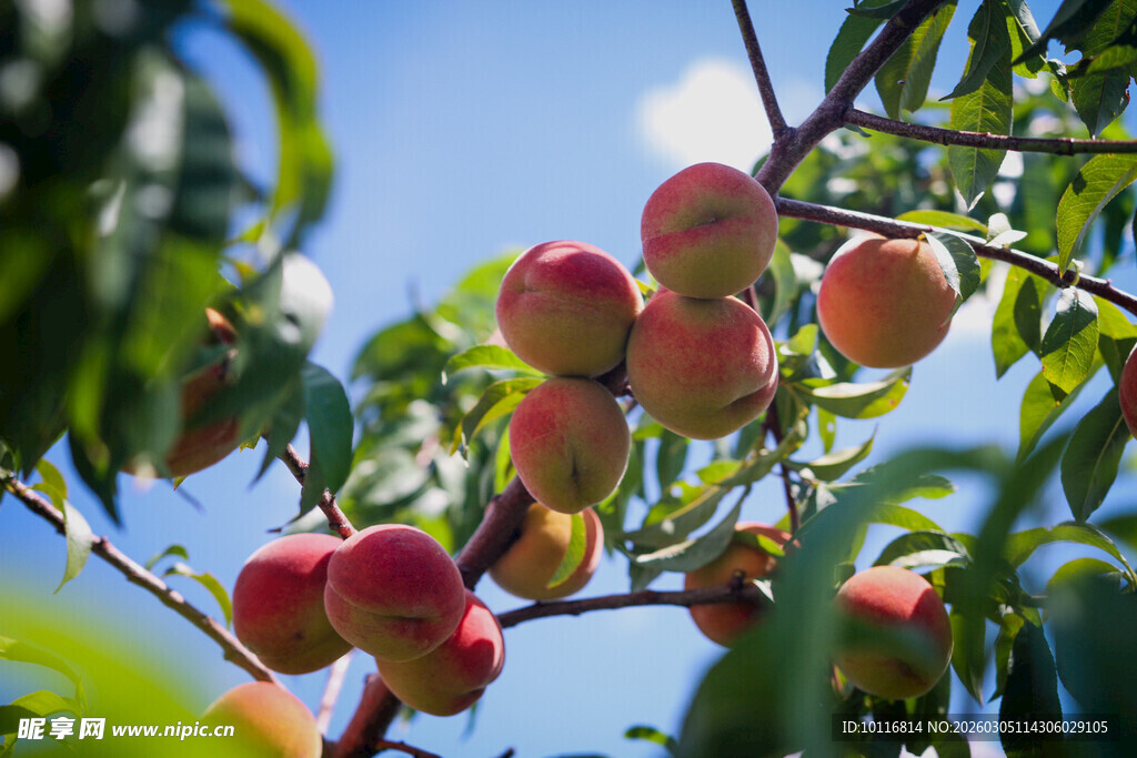 鲜桃