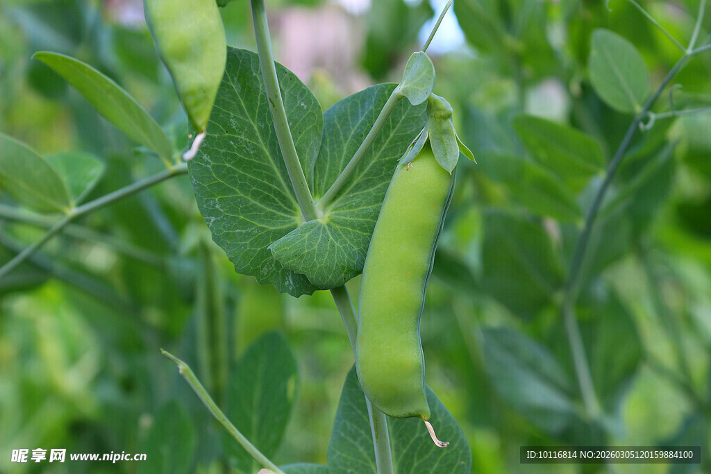 豌豆荚