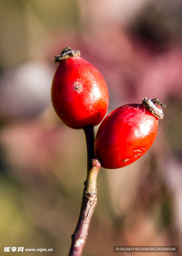 红玫瑰果