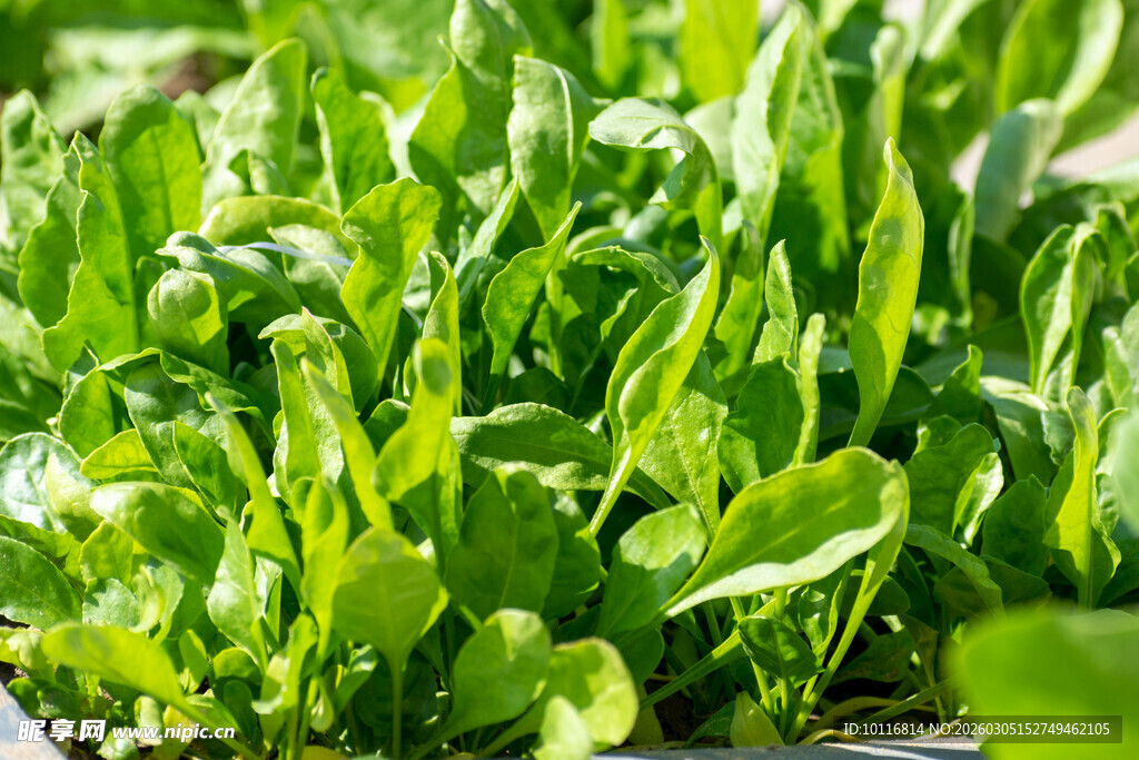 鲜嫩菠菜