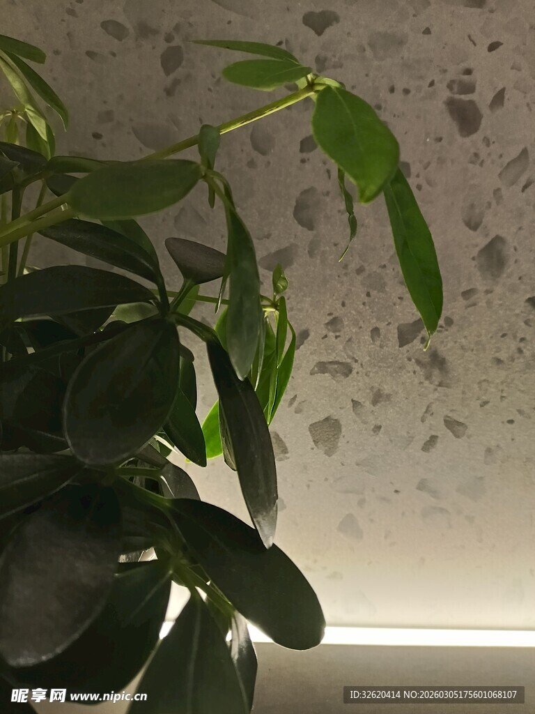 室内绿植