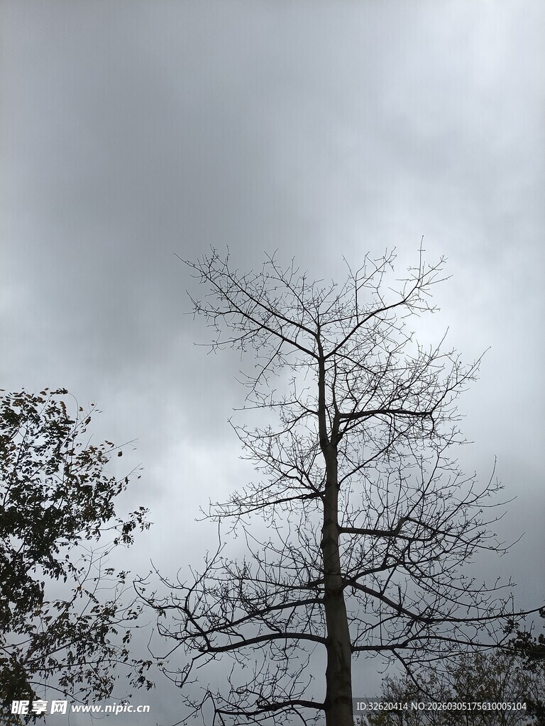 枯树立于阴沉天空下