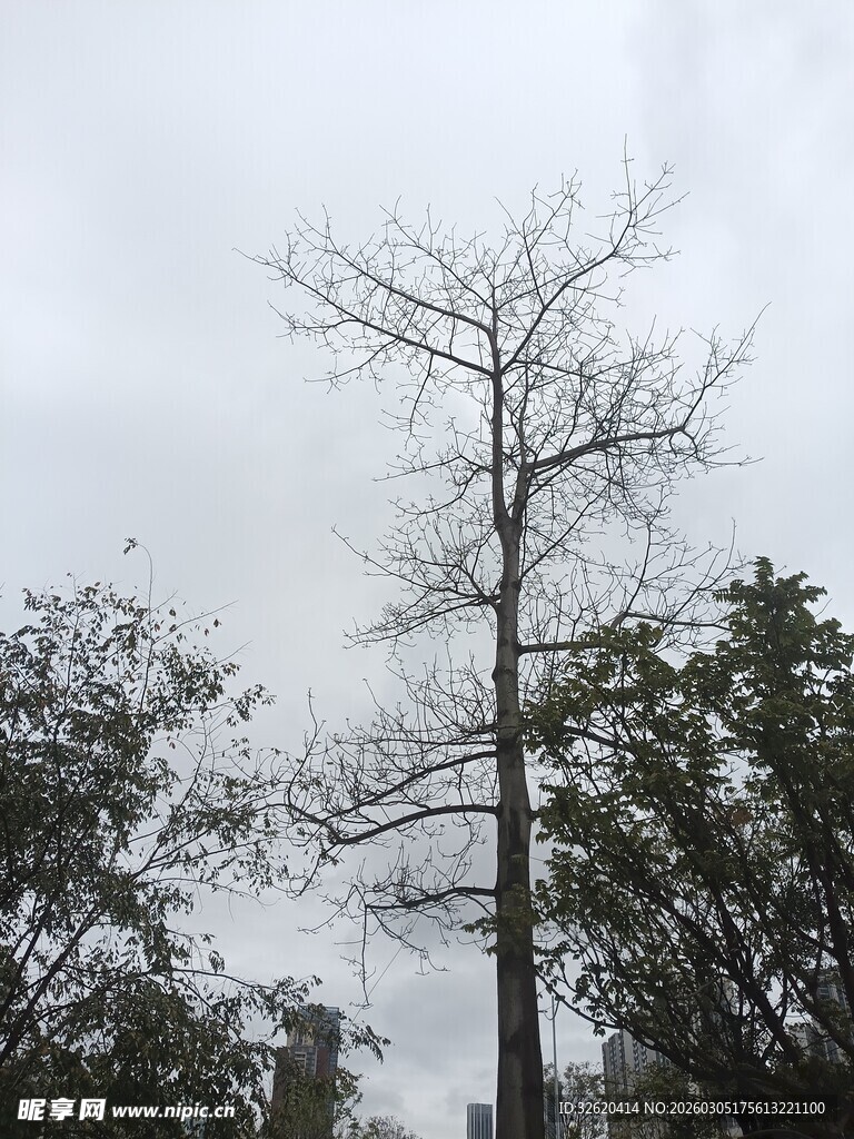 枯树