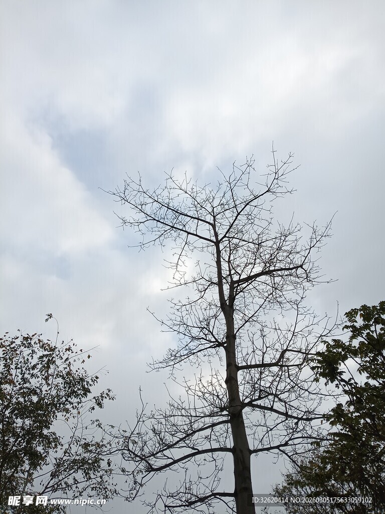 枯树矗立蓝天白云间